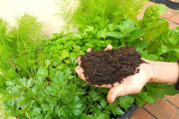 What benefits and harm can peat in the garden